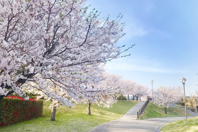 藍住 桜づつみ公園